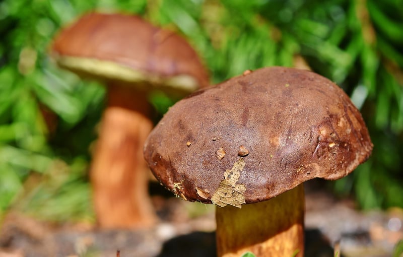 Edible Delights